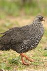 Cape Francolin Cape Francolin